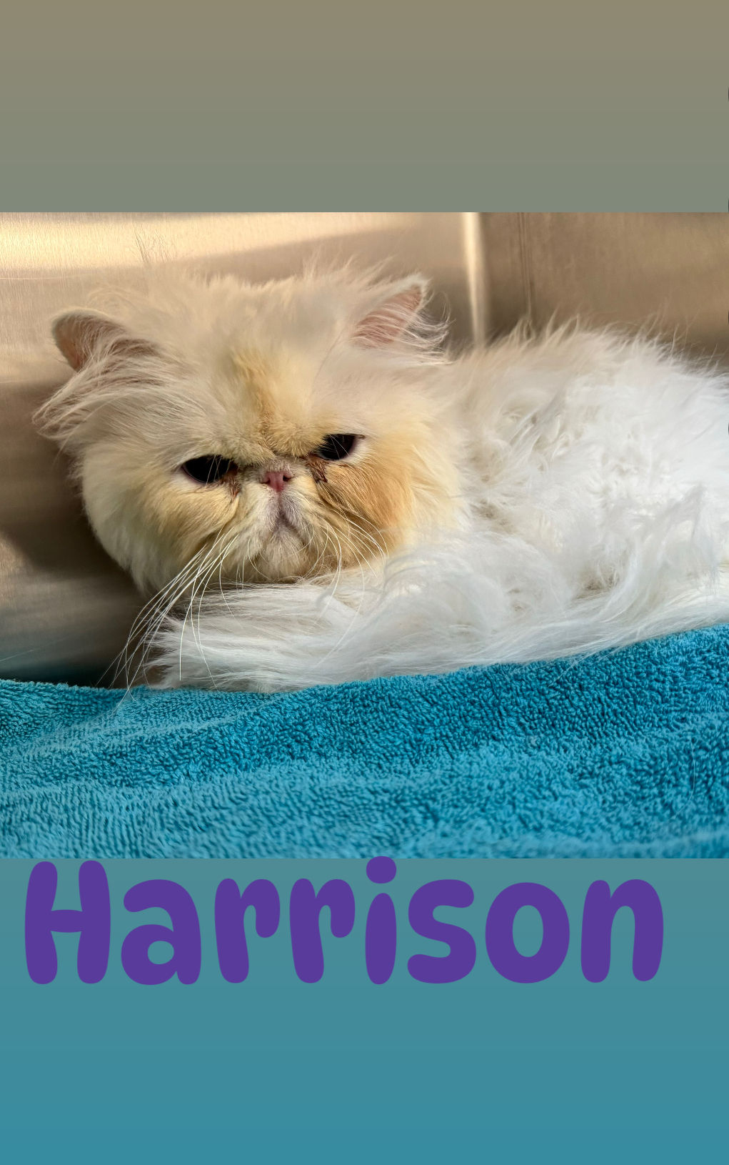 Harrison• An Adoptable Animal from Rainbow Heart Rescue