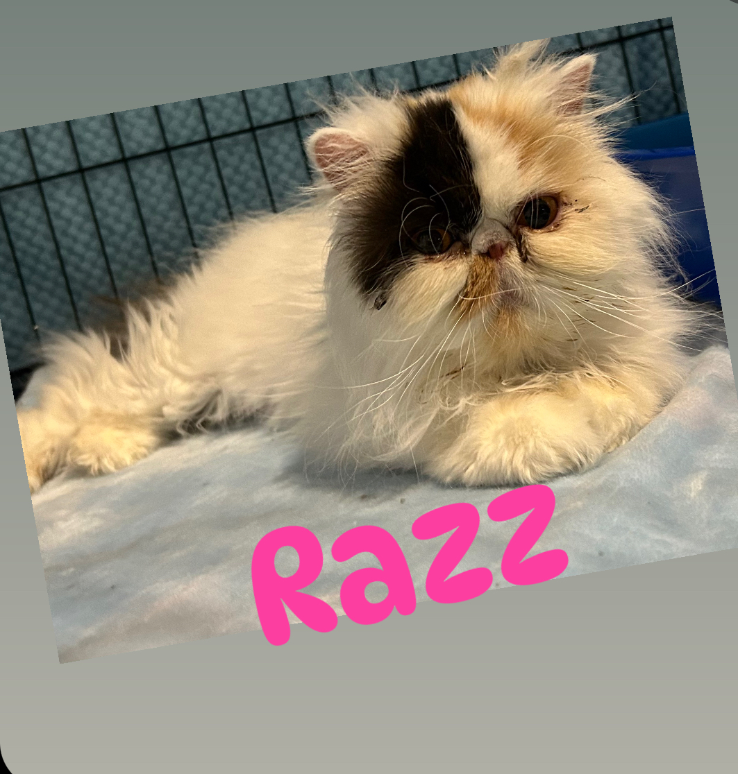 Razz• An Adoptable Animal from Rainbow Heart Rescue