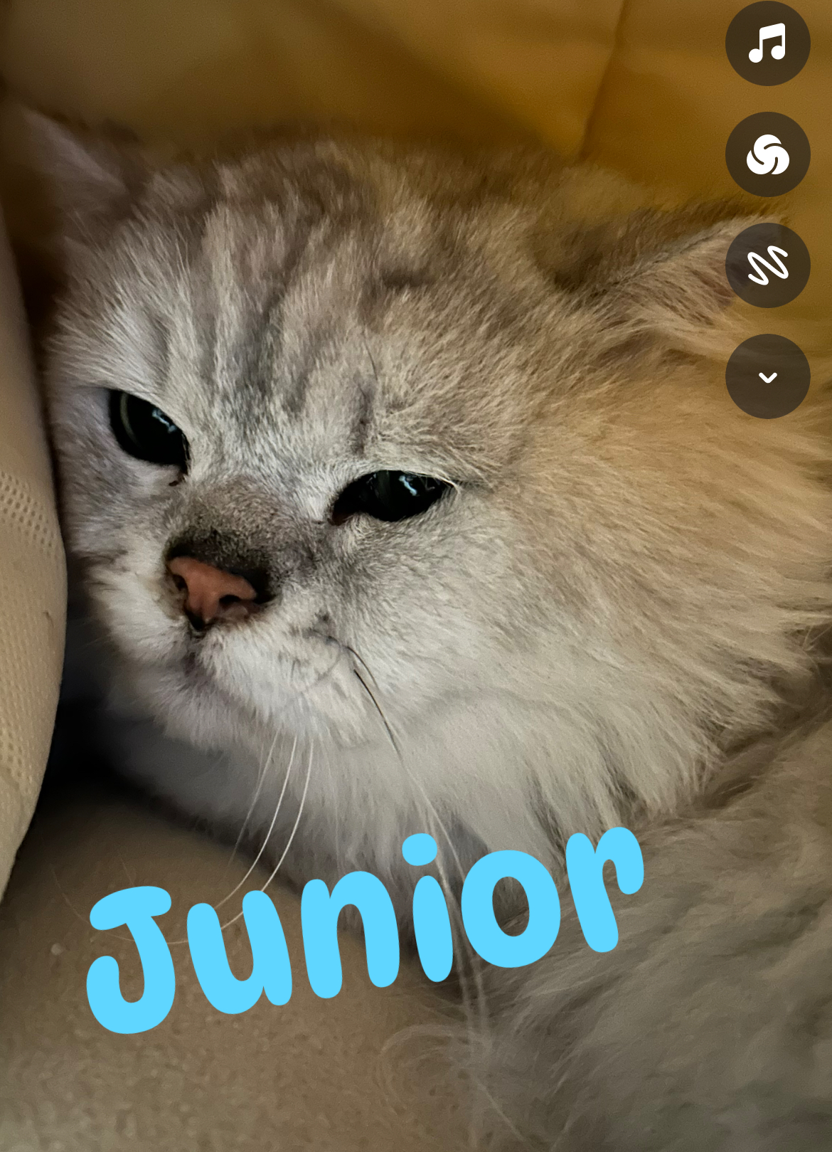 Junior• An Adoptable Animal from Rainbow Heart Rescue